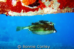 Honeycomb Cowfish seen at Sint Maarten August 2007.  Phot... by Bonnie Conley 
